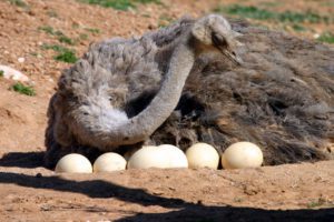 تخم شترمرغ، فوائد خوردن و تاثیر آن بر بدن